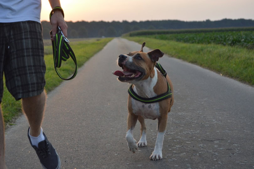 pitbull terrier walking_Piqsels