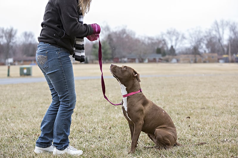 pitull being trained by a woman