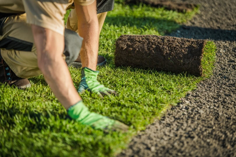planting grass