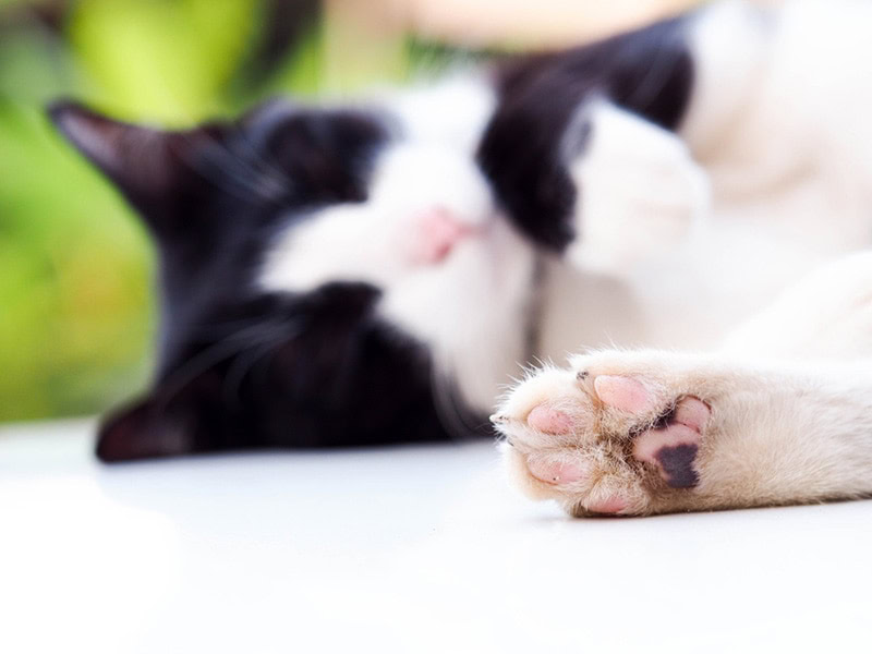 plasma cell pododermatitis in a cat