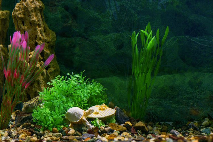 plastic plant aquarium
