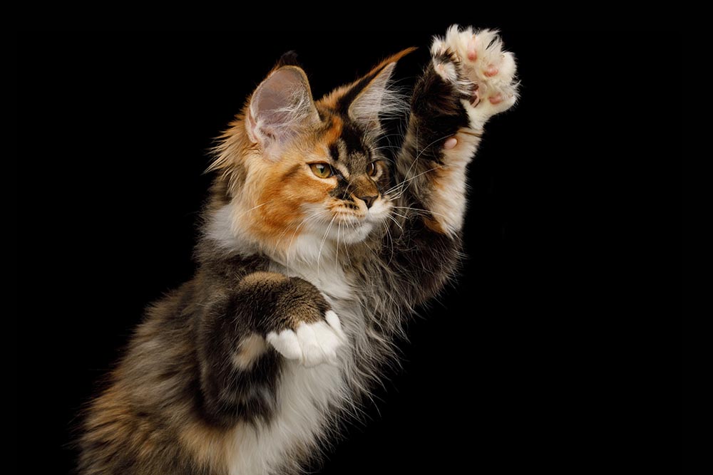 Playful polydactyl Maine Coon Cat