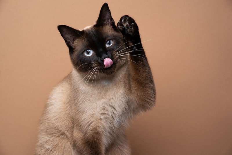 playful seal point siamese cat raising paw and sticking out tongue