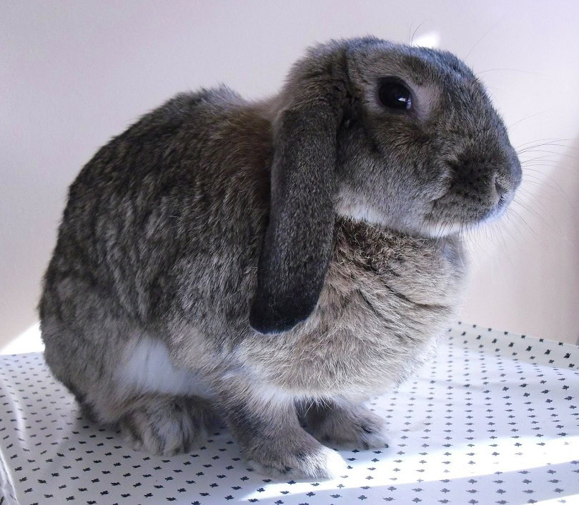 plush lop rabbit-pixabay