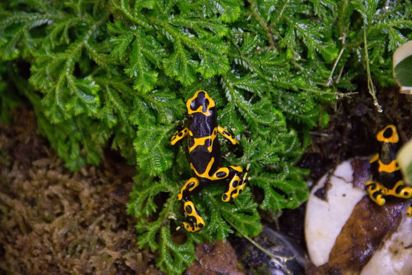 poison dart frog_jdtarsi_Pixabay