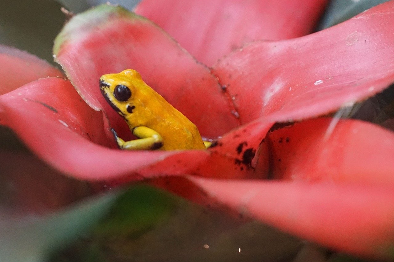 poison dart in a flower