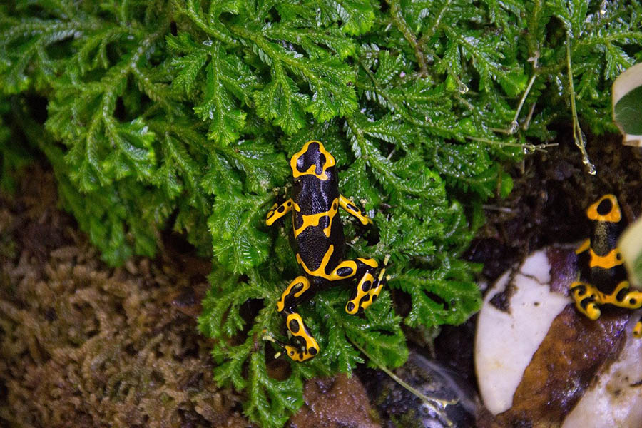 poison dart in a plant