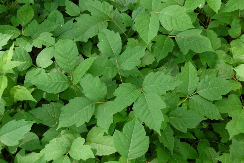 poison ivy leaves