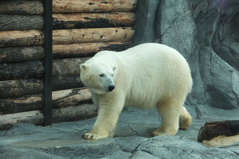 polar bear in zoo