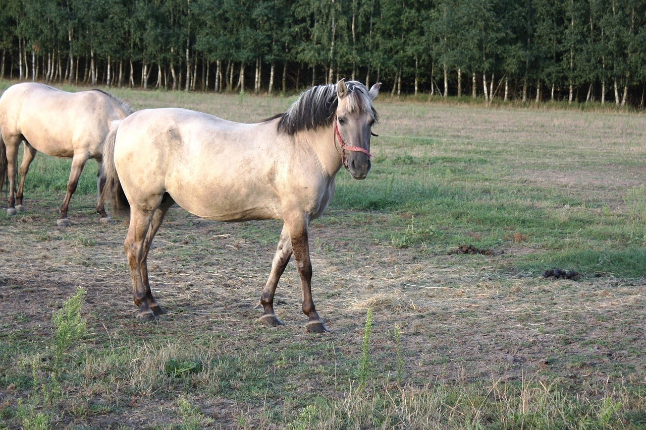 polish horses