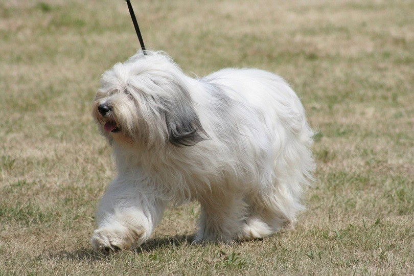 polish-lowland-sheepdog_Piotr-Zajac_shutterstock
