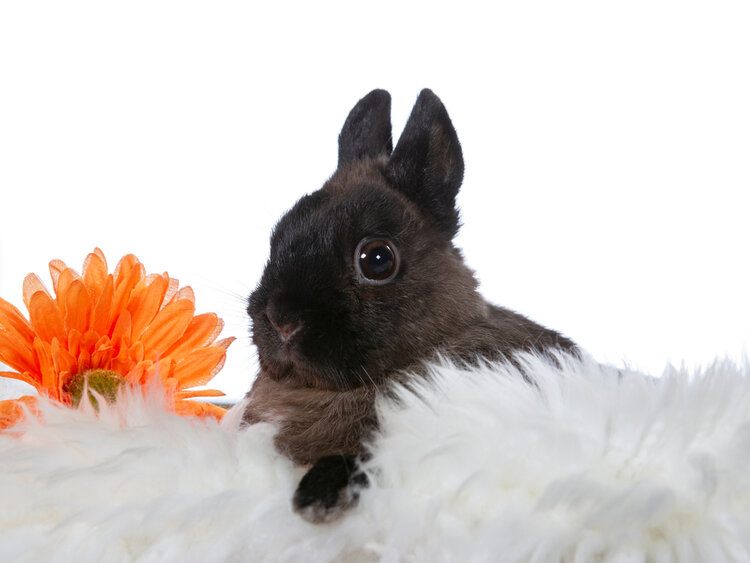 polish rabbit