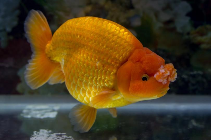 pom pom goldfish_Ek Ing_Shuterstock