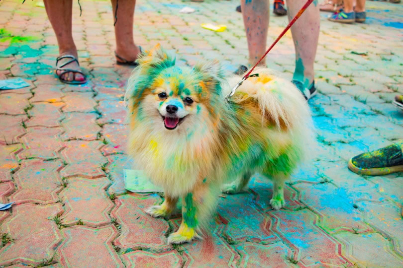 pomeranian covered with colorful dyes