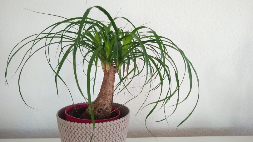 ponytail palm