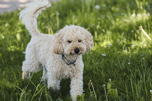 poodle