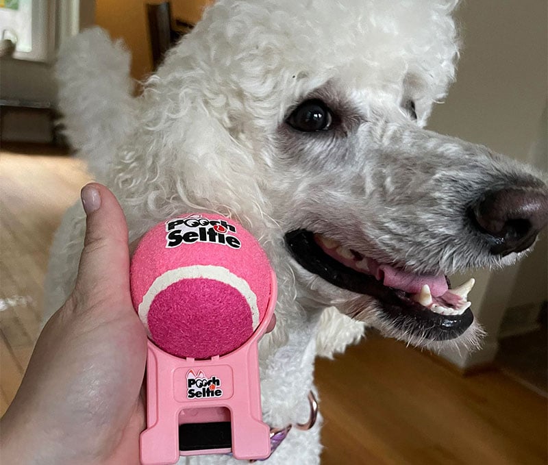 poodle dog and pooch selfie