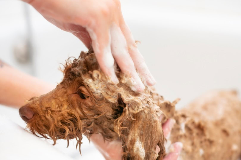 poodle dog bathing