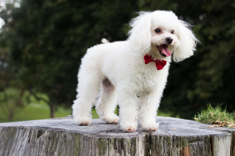 poodle puppy standing