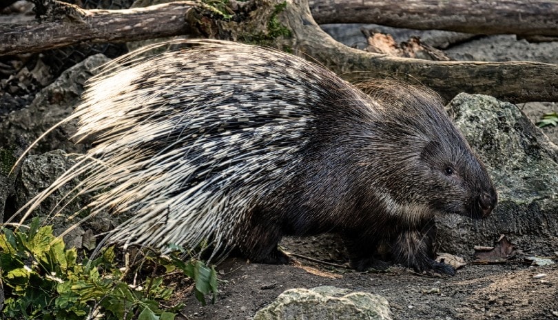 porcupine in the woods
