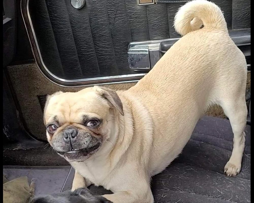 portrait of a pug