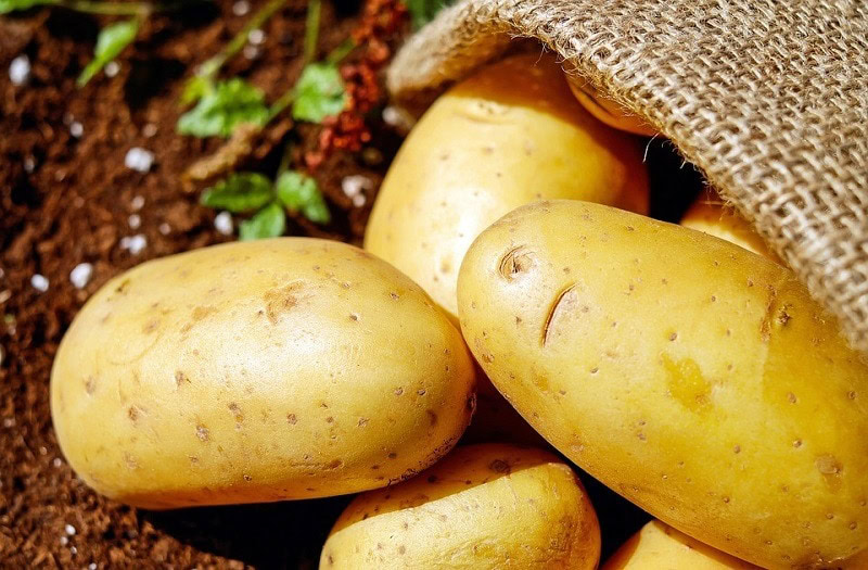 potato