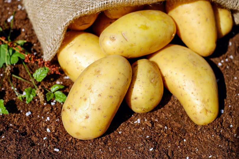 potatoes on the ground