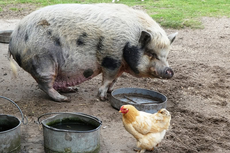 potbellied pig