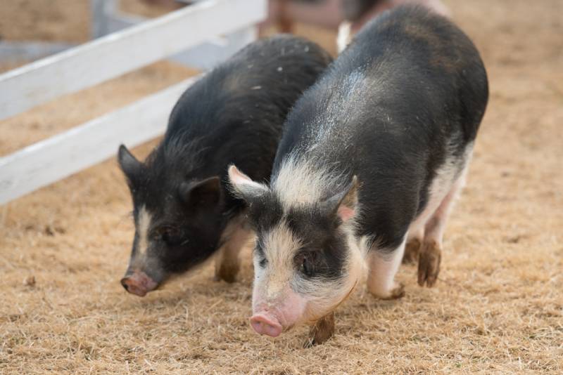 potbellied pigs