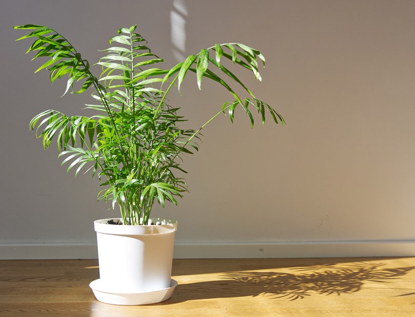 potted parlor palm