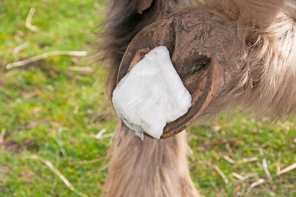 Poultice applied to hoof