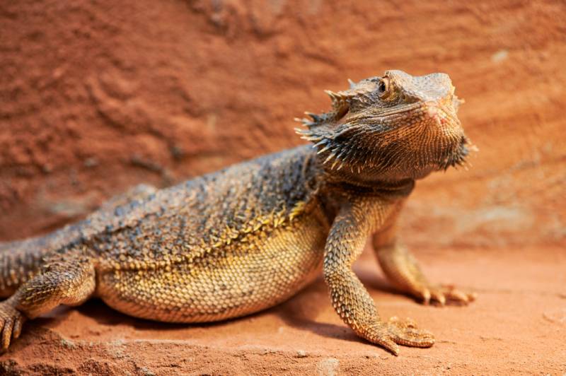 pregnant bearded dragon