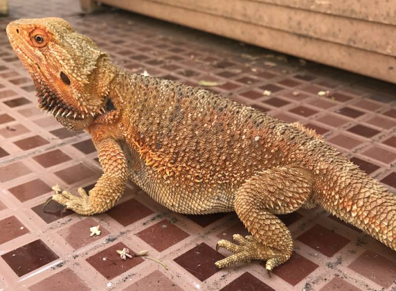 pregnant bearded dragon