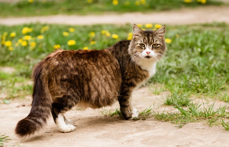 pregnant cat outdoors
