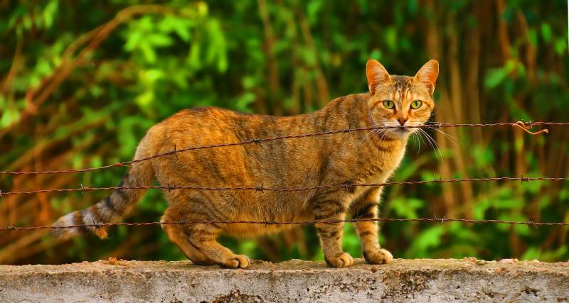pregnant cat standing behind bob wire outdoors