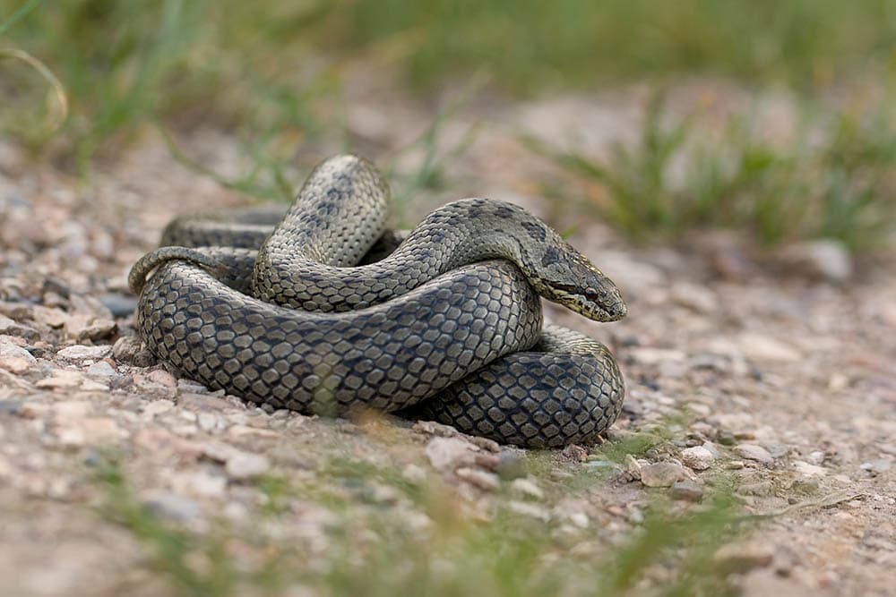 pregnant snake
