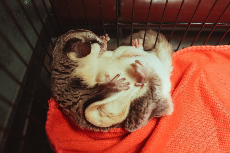 pregnant sugar glider