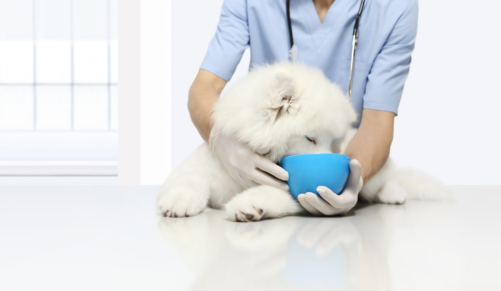 vet prescription food