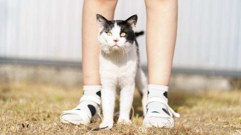 pretty black and white spotted cat walks between the girls' feet