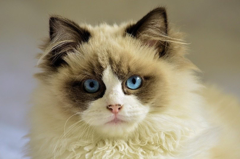 pretty cat