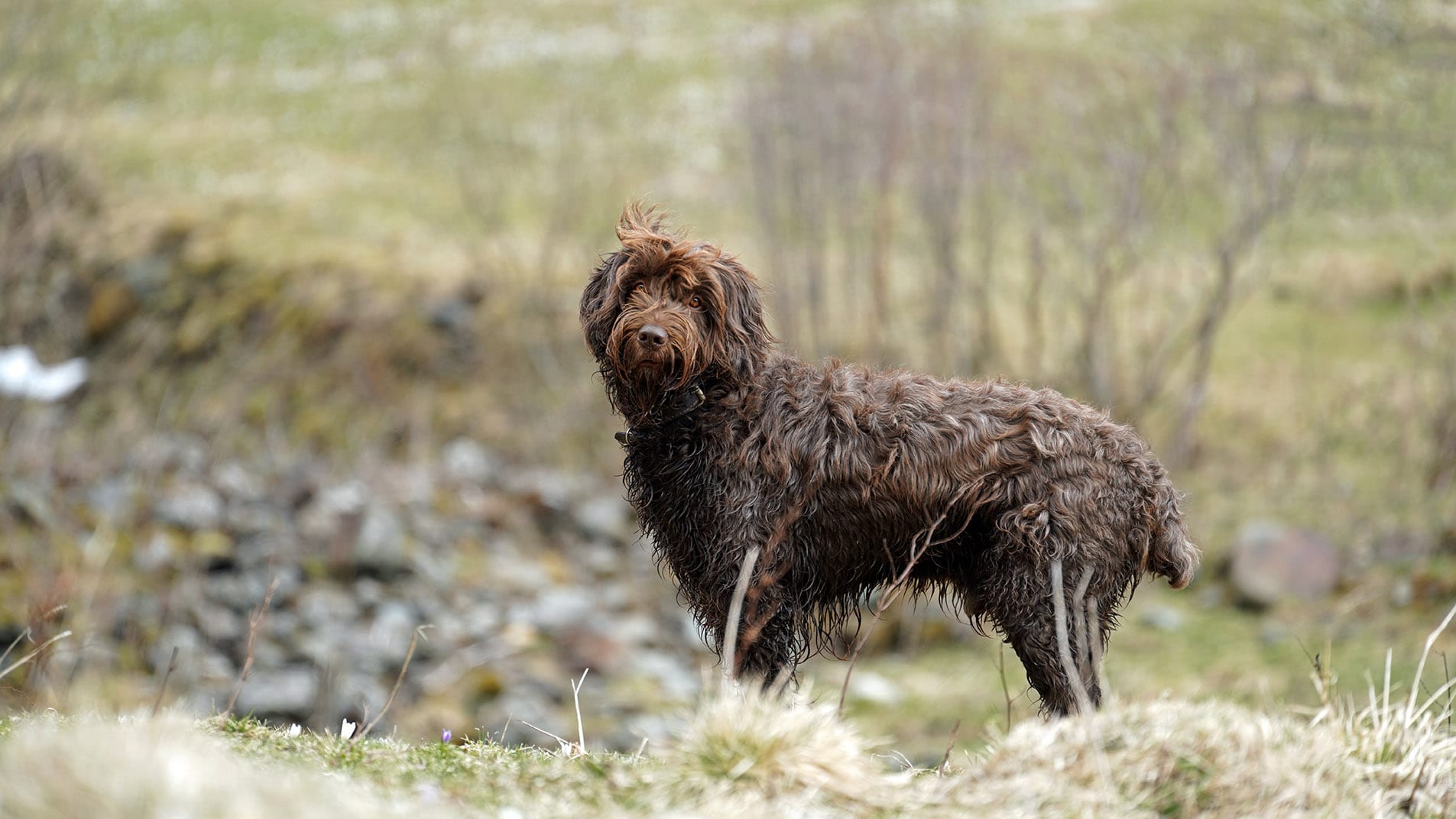 pudelpointer