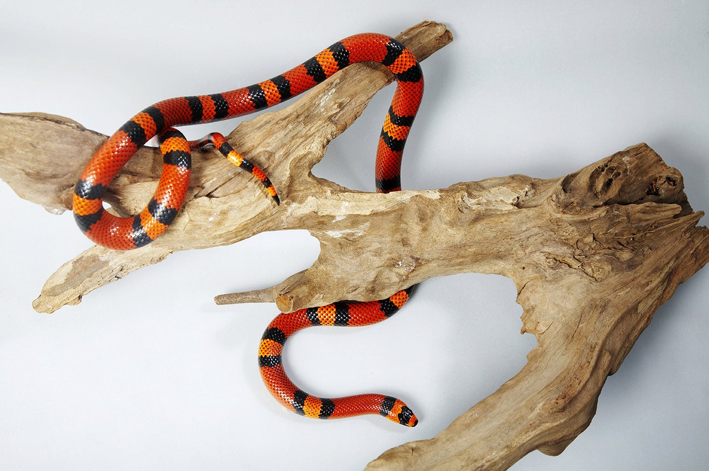 Pueblan Milk Snake and a tree bark