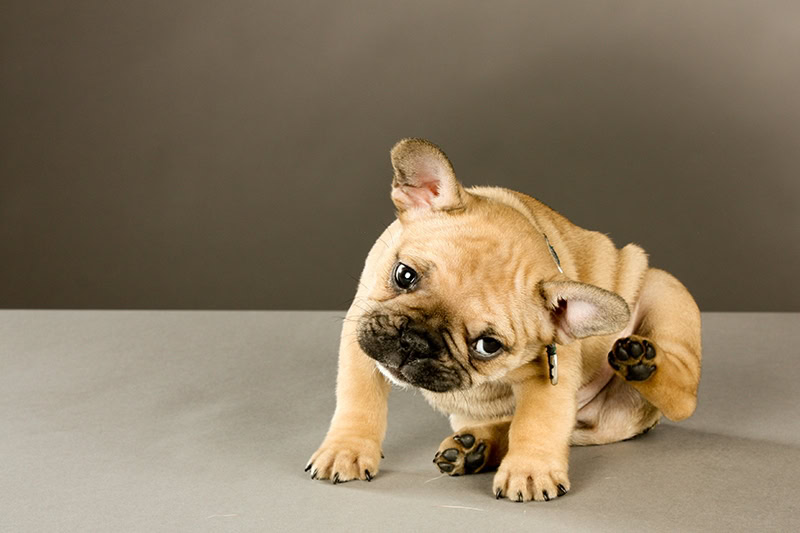 puppy scratching his ear