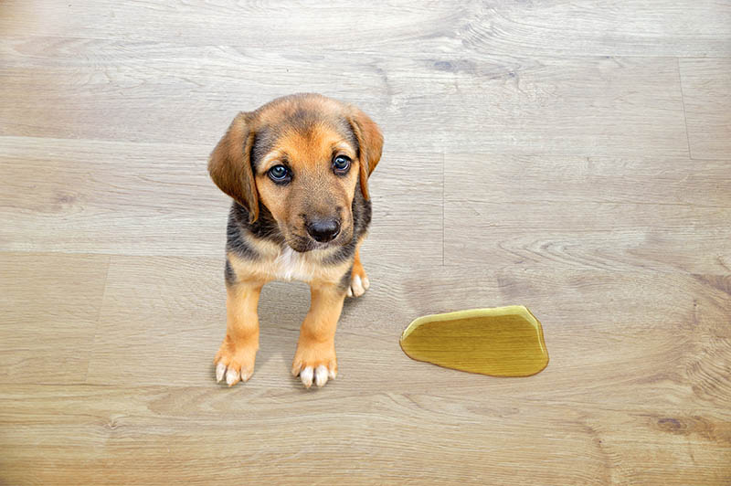 puppy sitting beside its pee