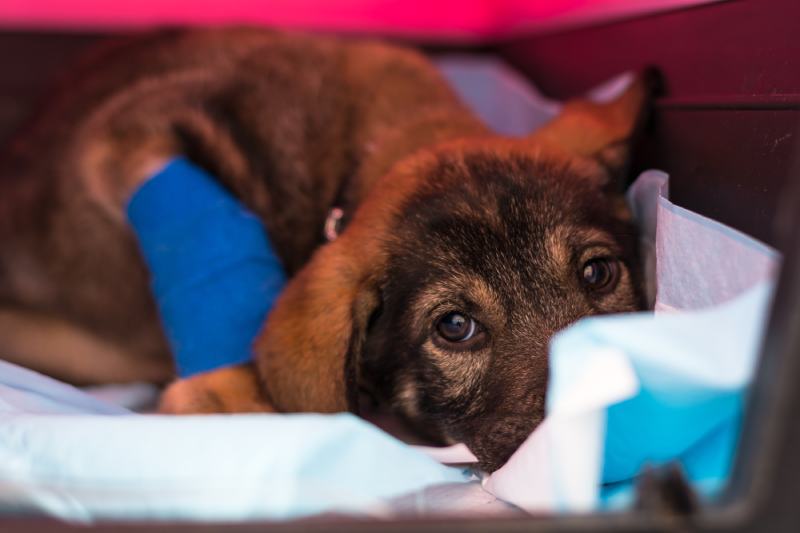 puppy with parvovirosis at the veterinary clinic