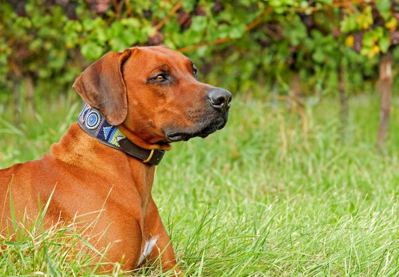 purebred dog wearing dog collar