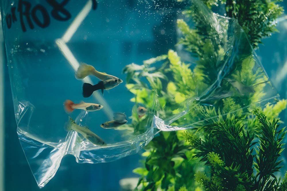 putting fish on a plastic bag