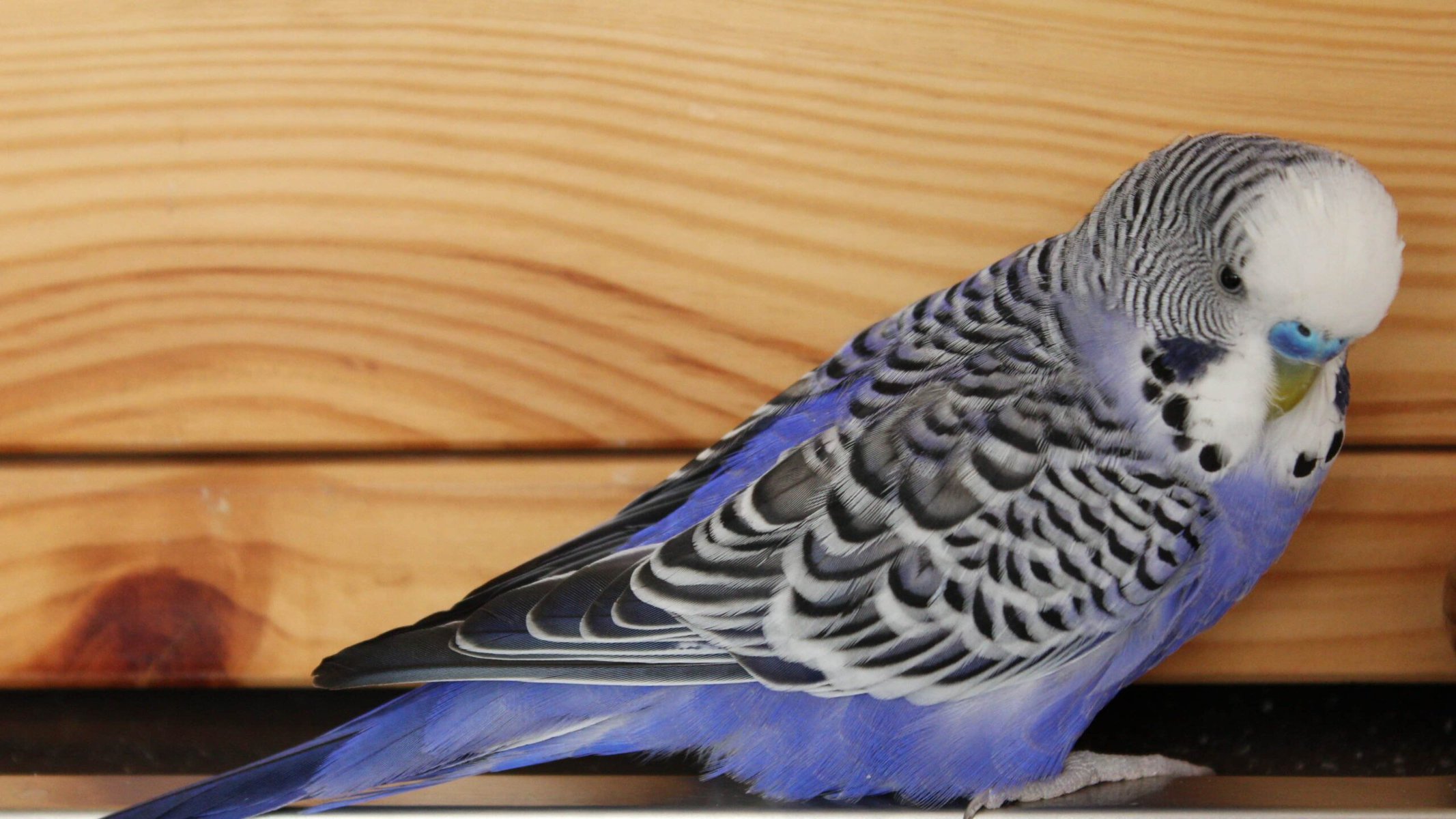 Purple Parakeet
