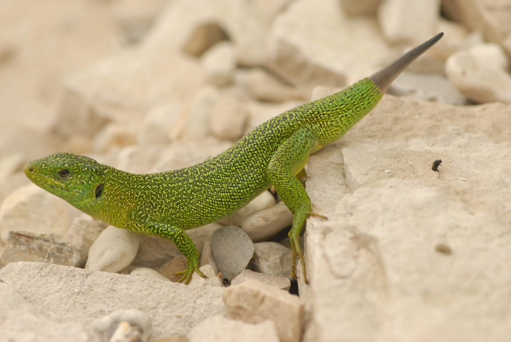 Monkey Anole