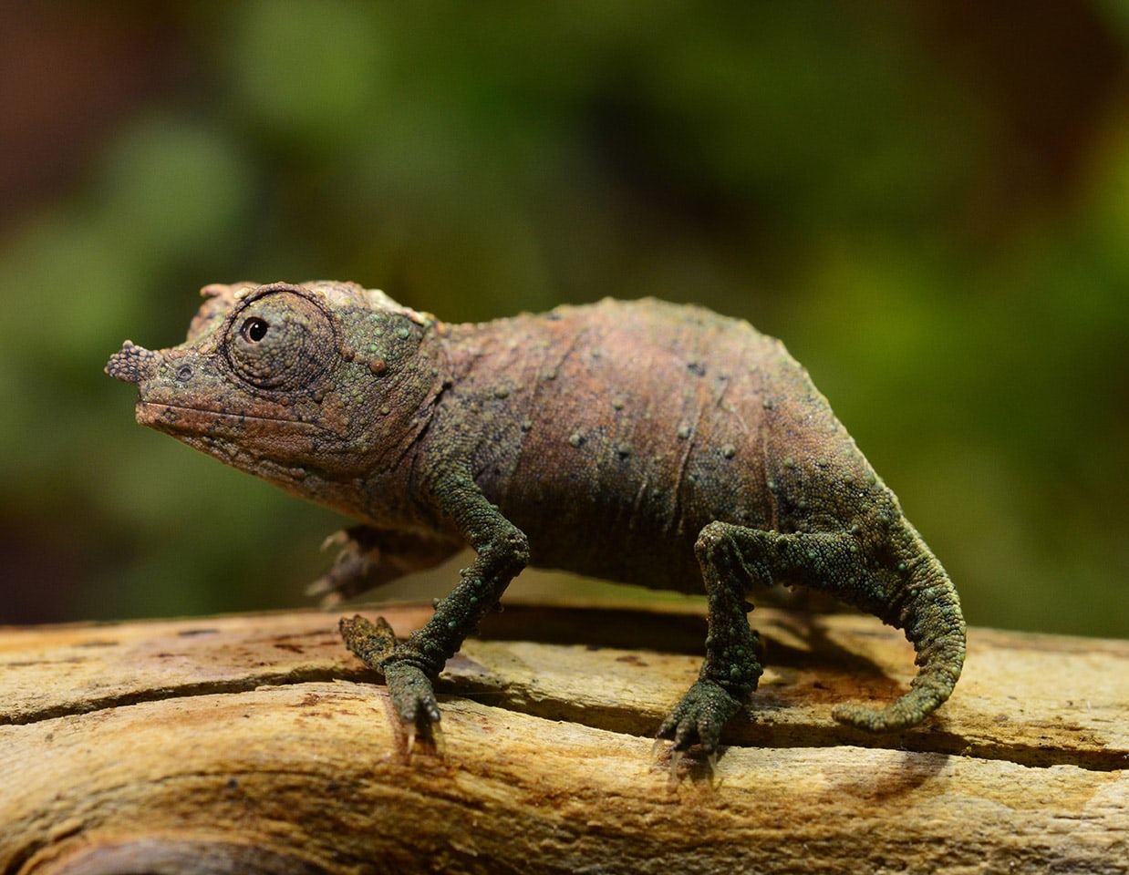 pygmy chameleon